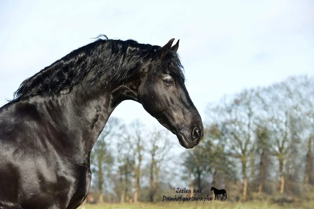 Stal"De Schoone Weide" - foto 2