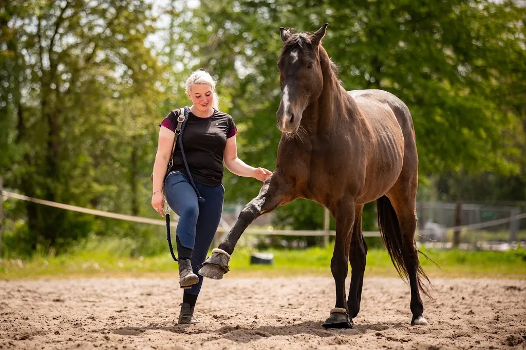 Any Dale Hippique - foto 2