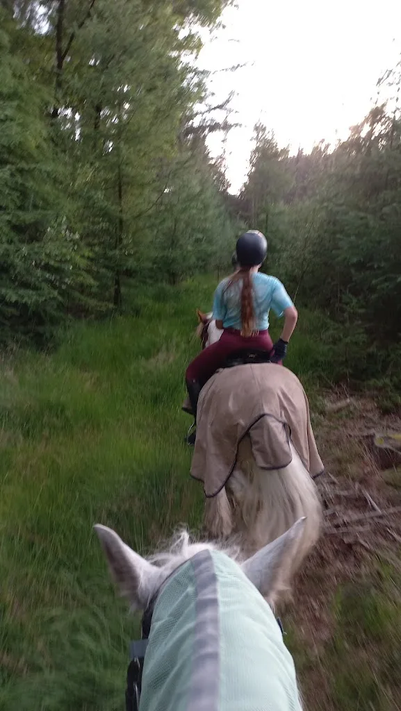 Gids te paard op de Veluwe - foto 2
