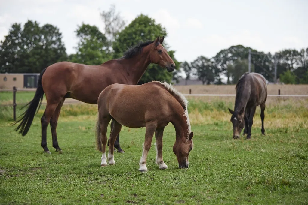 Cornerstone Horsemanship - foto 1