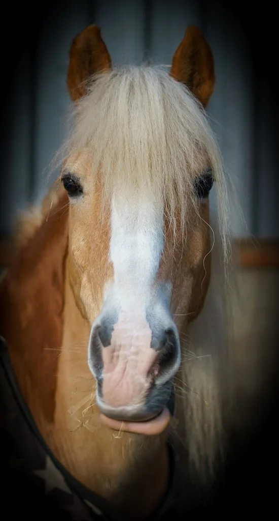 Hippisch Centrum Dordrecht - foto 2