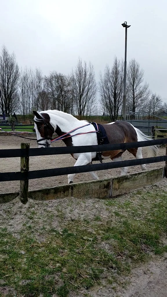 Hippisch Centrum Dordrecht - foto 3