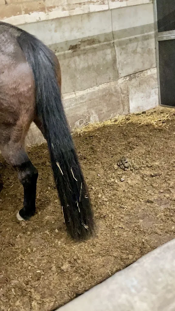 Stal Hoeve Vogelenzang V.O.F. - foto 2