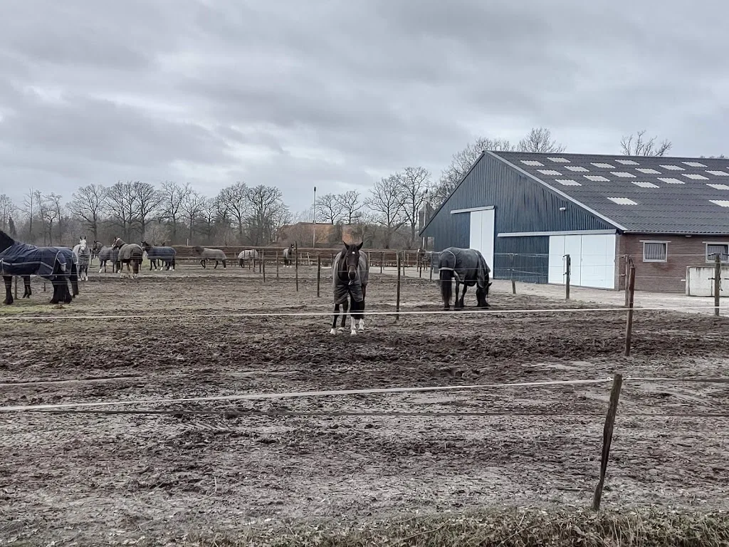 Stal Hoeve Vogelenzang V.O.F. - foto 3