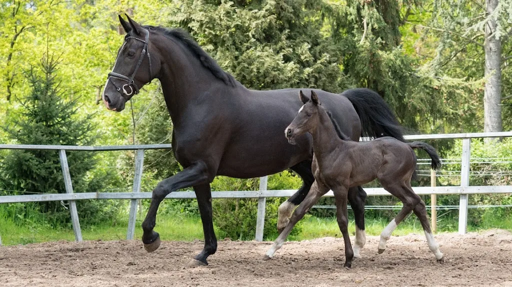Manege De Klaphekken - foto 2