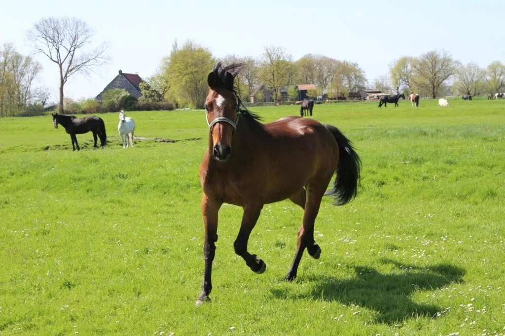 Hedde Jan Cazemier Manege - foto 2