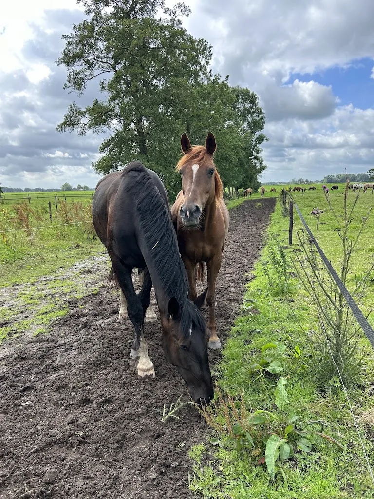 Hedde Jan Cazemier Manege - foto 3
