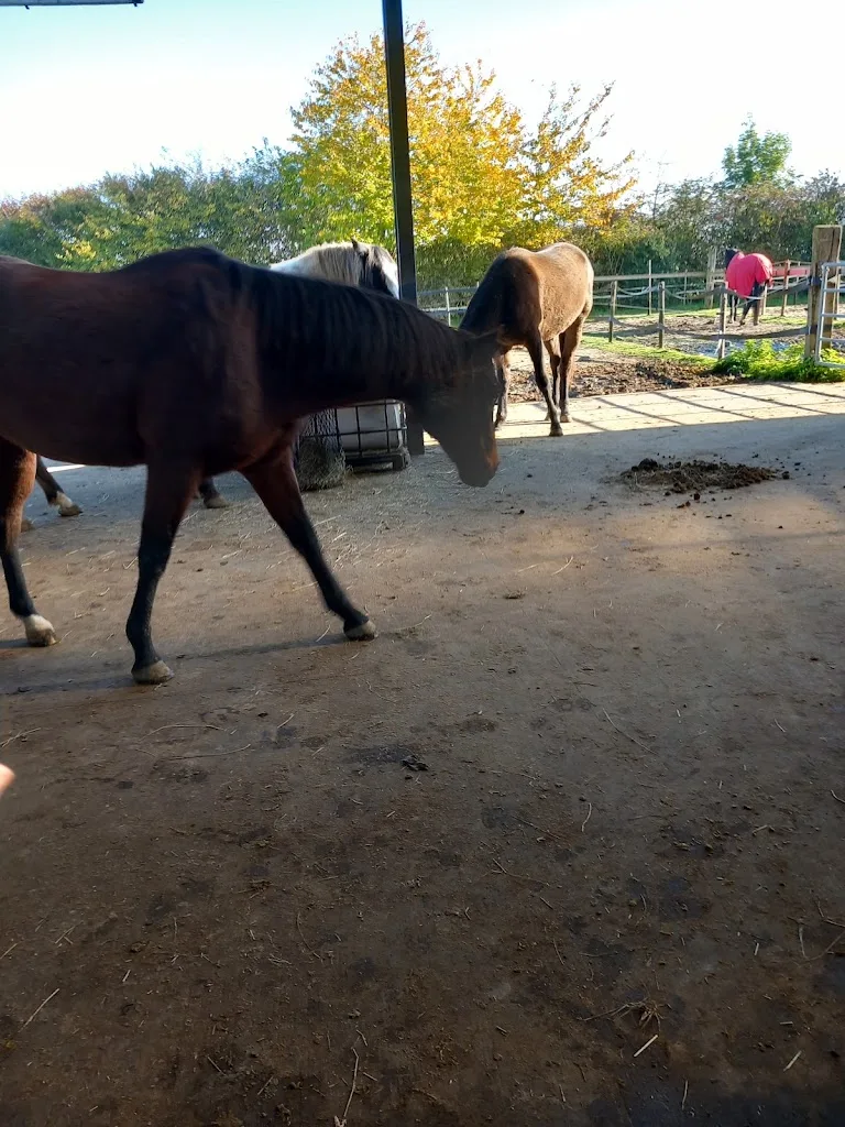 Horse And Soul - foto 1