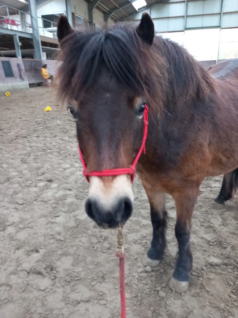 Horse And Soul - foto 2