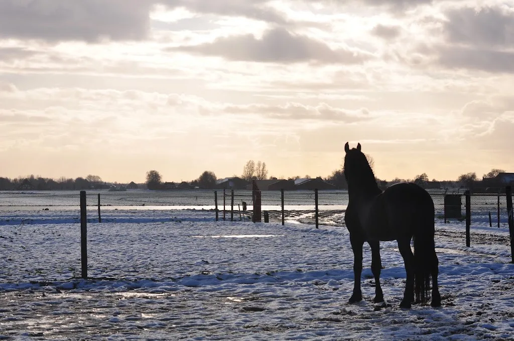 Stal van de Grijp - foto 1