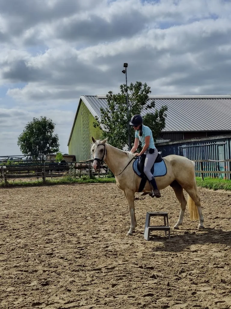 Paard & gedrag by Britt - foto 1