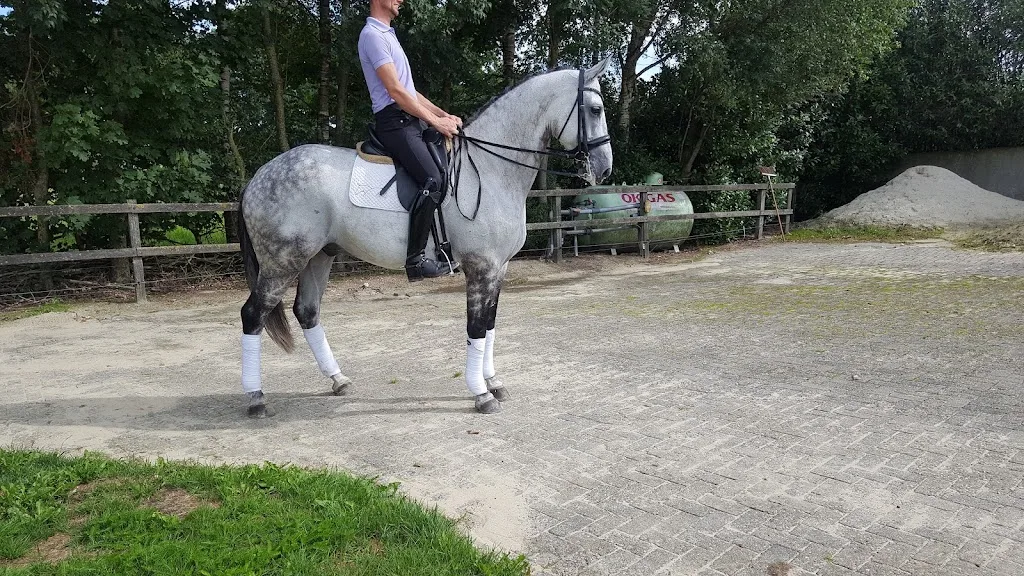 Matty Marissink Stables VOF - foto 2
