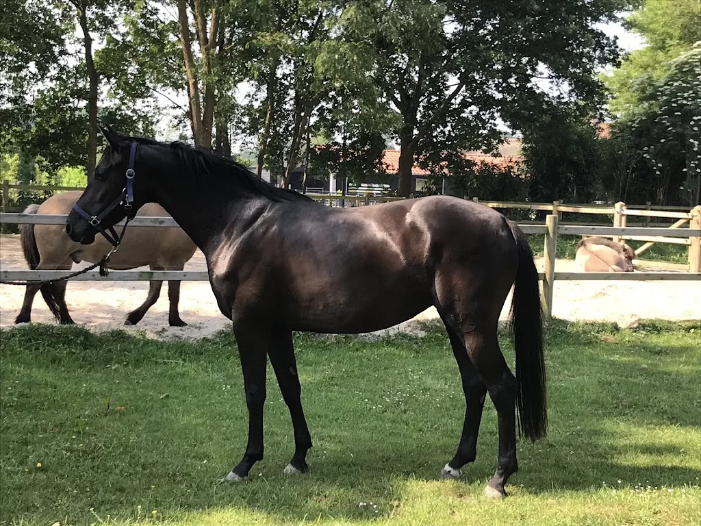 Het Paardenmiddel - foto 2