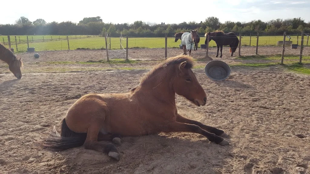 Paardenpension 't Arve - foto 2