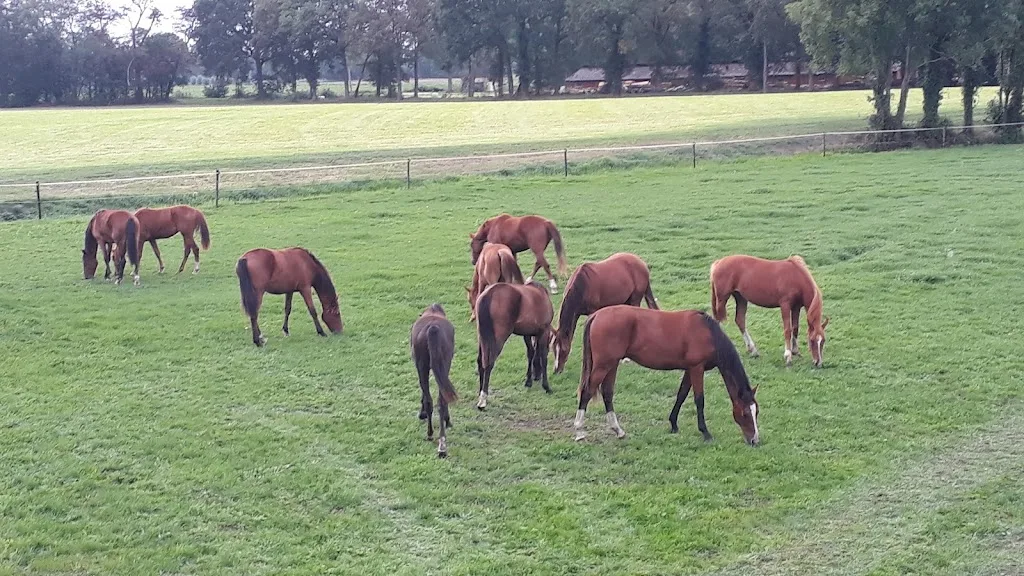 Paardenpension 't Arve - foto 3