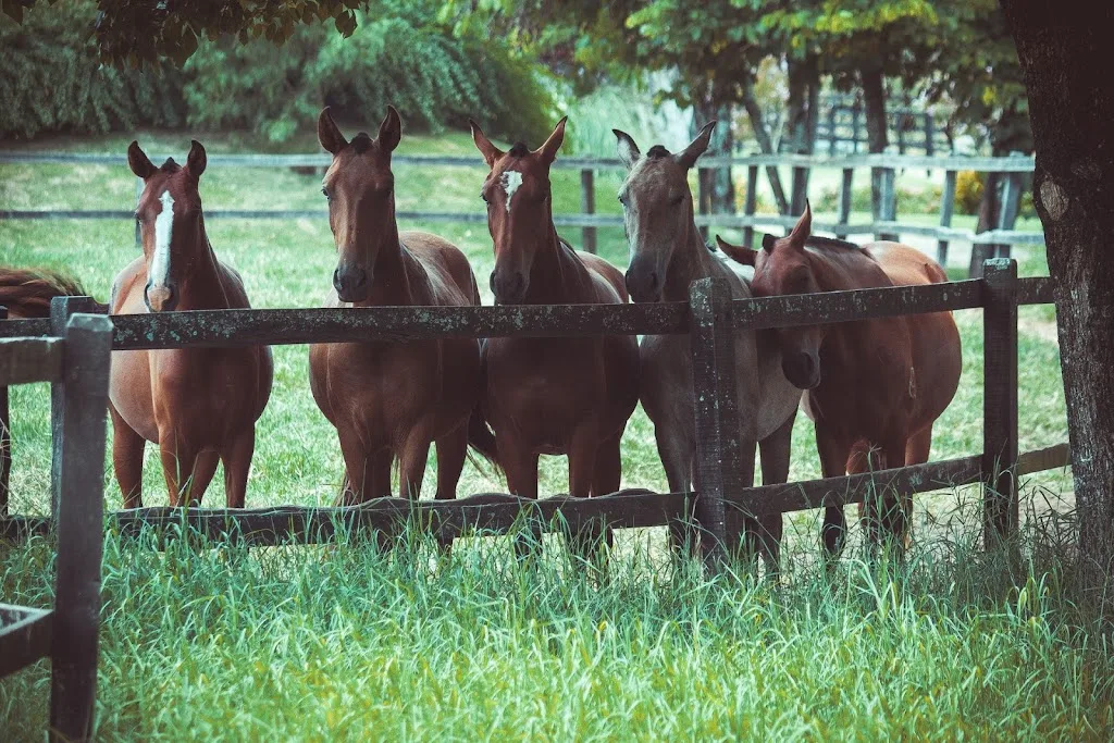 Visie op paarden en paardrijden - foto 1