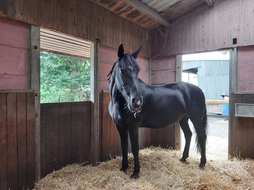 Prometheus Ruitersport (manege in Delft) - foto 2