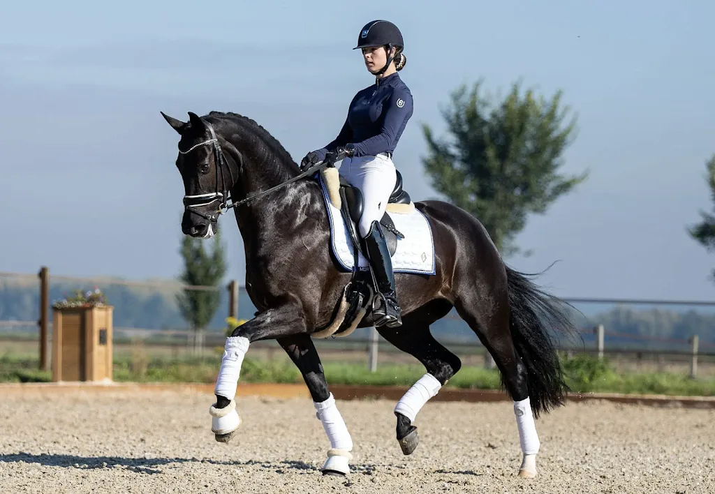 Trainingsstal Dynamis VOF - foto 2