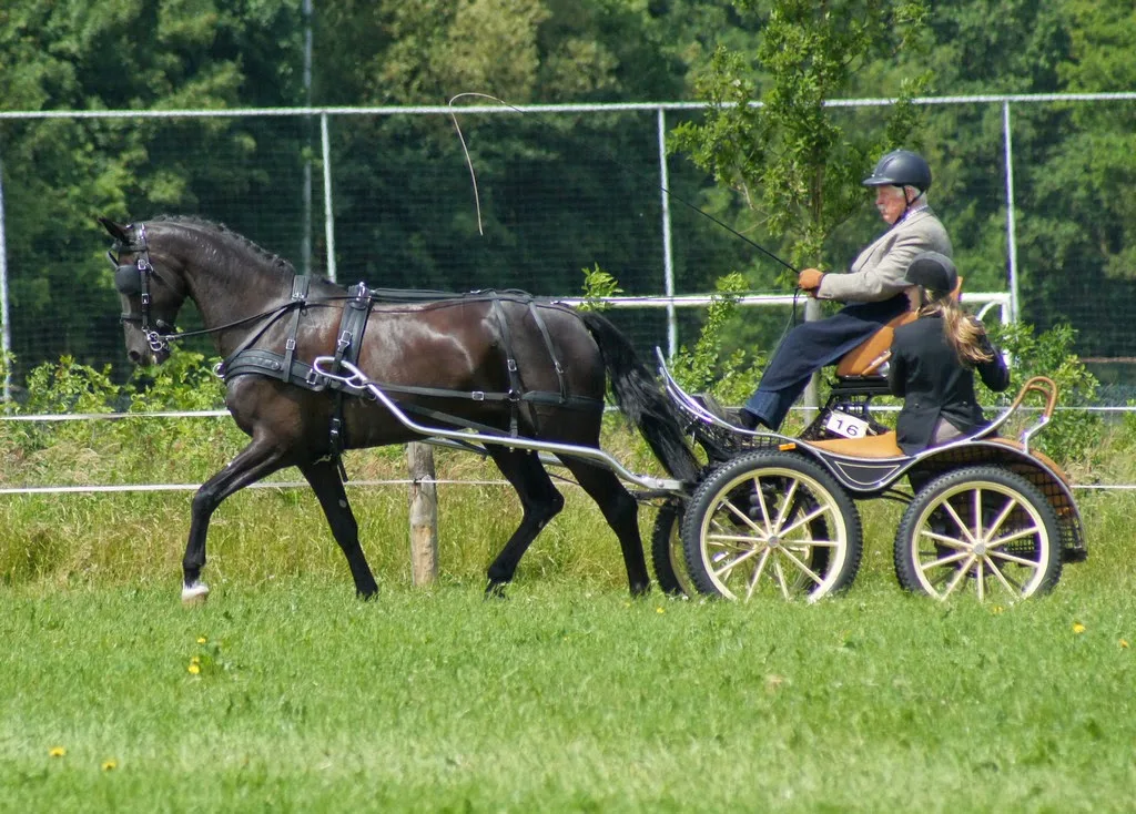 Stal Kraai - foto 1