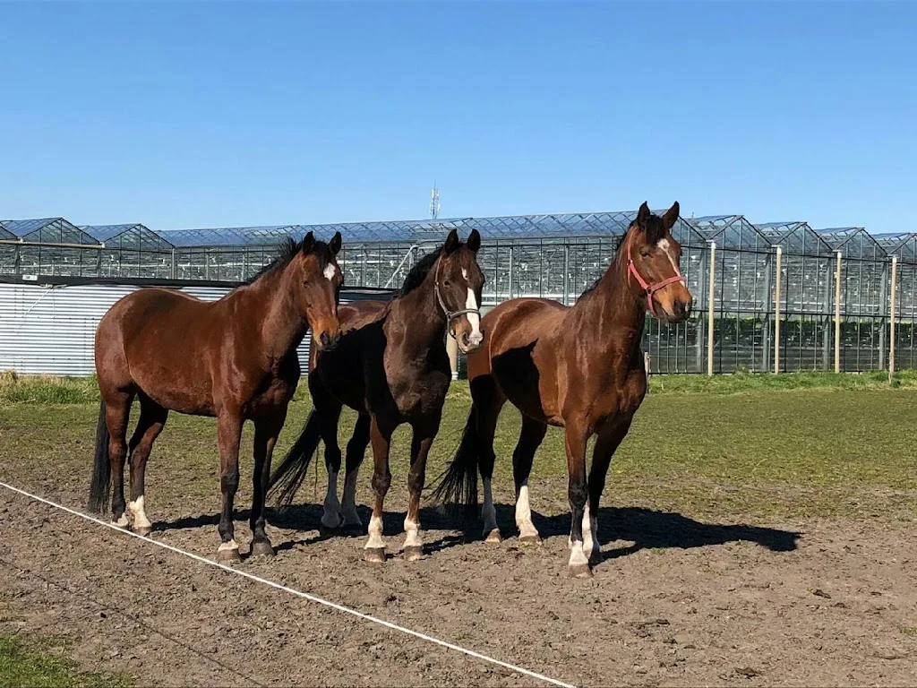 Exsel Paardenstalling - foto 1