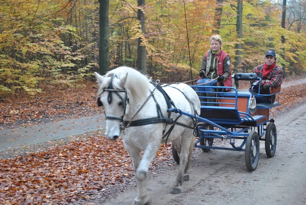 Paardenpension De Everketel / Paardentaxi Horses On Wheels - foto 2