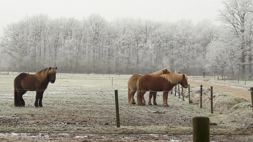 Wegerif. Jongvee opfok, pensionstal voor paarden, landschapsonderhoud - foto 2