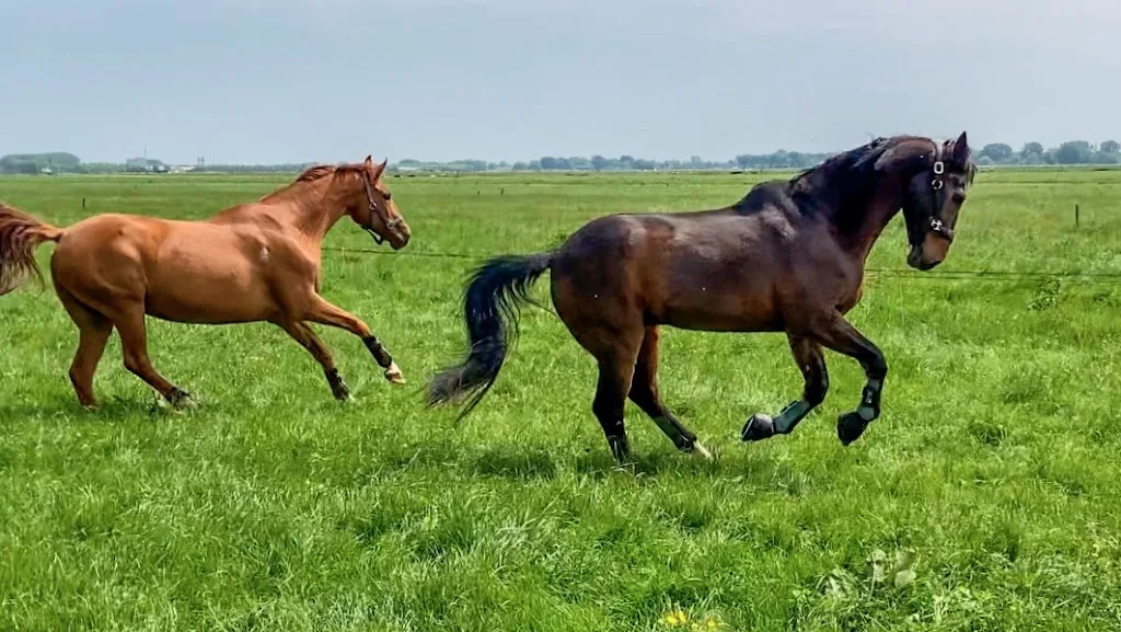 Wegerif. Jongvee opfok, pensionstal voor paarden, landschapsonderhoud - foto 3