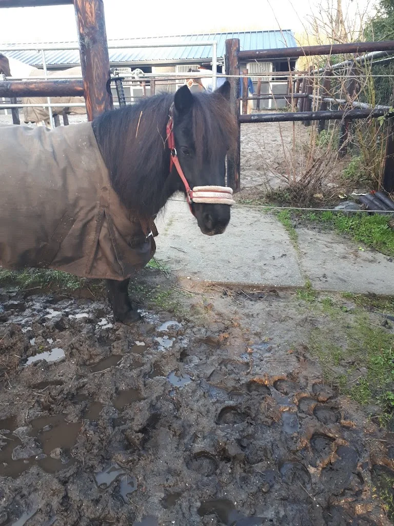 Horse Team - foto 1