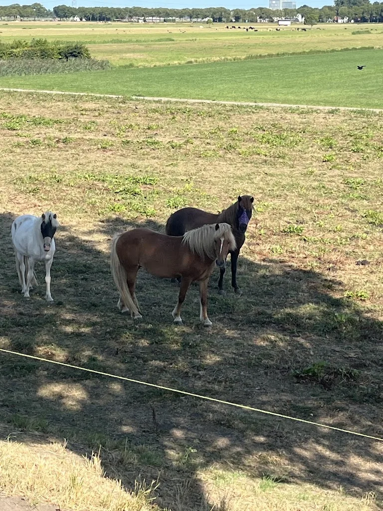 IJslandse Paarden fra Spor - foto 1