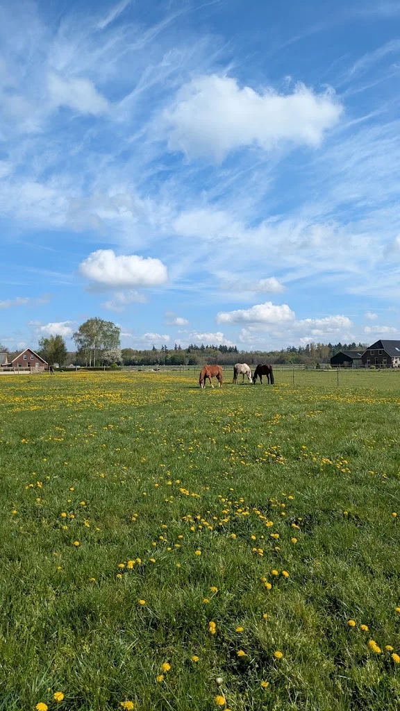 Het Paardenwelzijnscentrum - foto 1