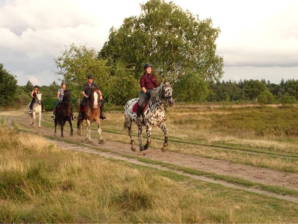 Stal Ermelo - foto 3
