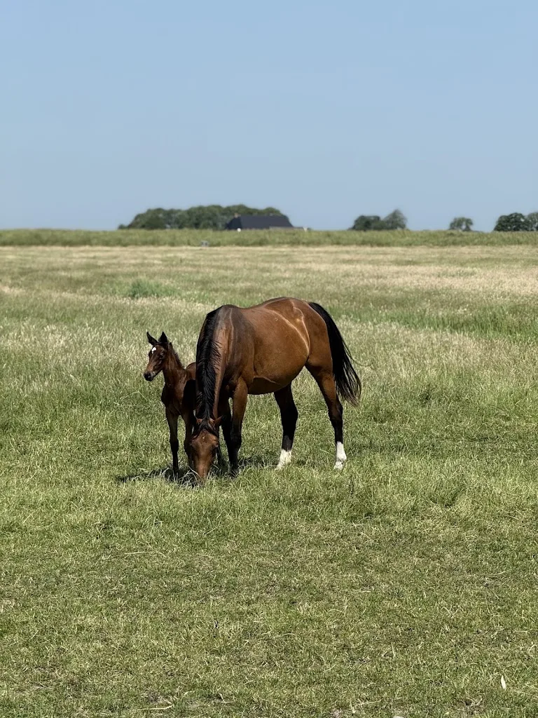 JongsmaSportHorses - foto 2