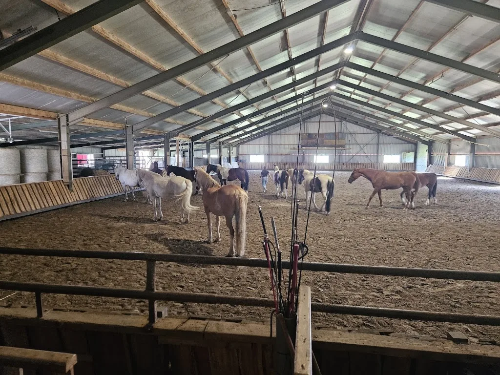 JongsmaSportHorses - foto 3