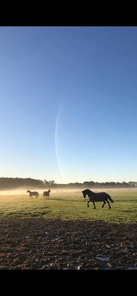 Paardenpension J.J. Hettinga - foto 2