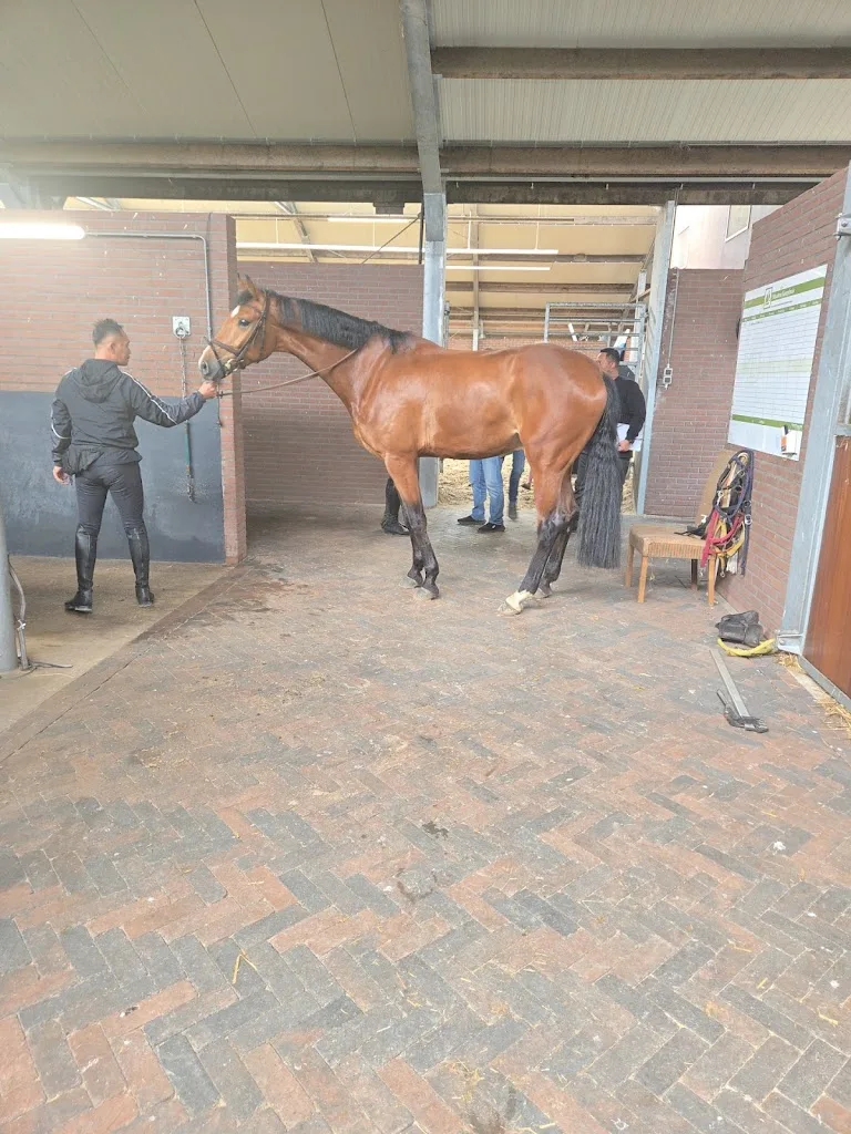 Paardenhandel Maarten Kamphuis - foto 1