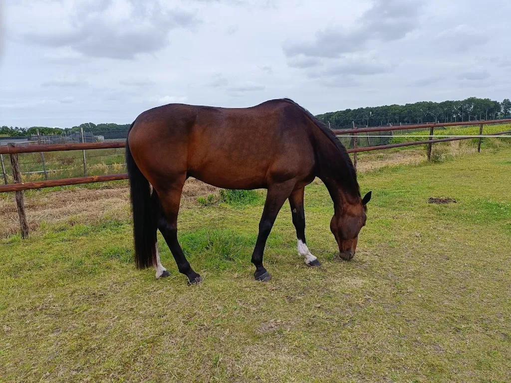 Stede Broec hoeve - foto 2