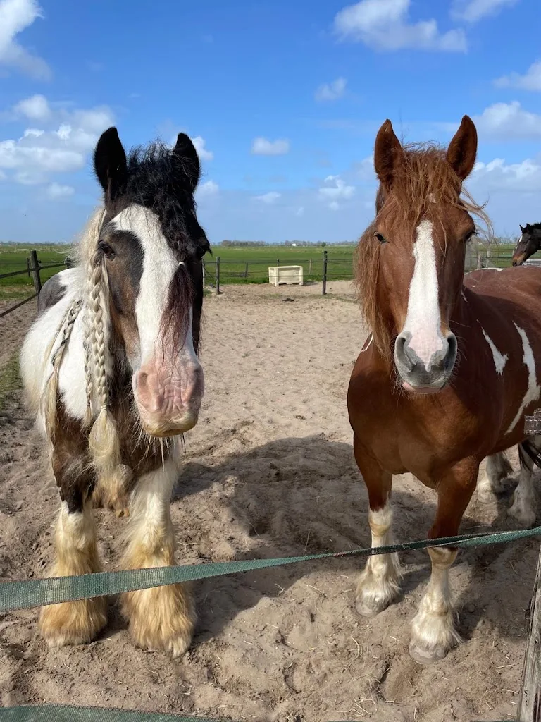 Veehouderij van Diest - foto 1