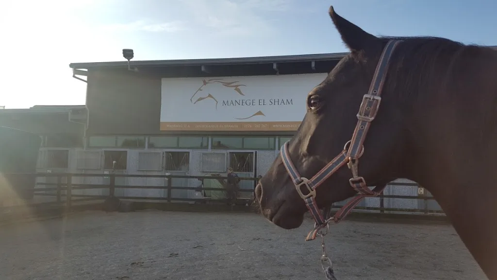 Dressuur- en Trainingsstal Maya de Hoog - foto 2