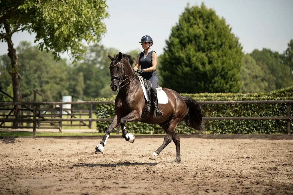 Fonk Sporthorses - foto 1