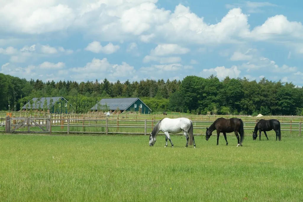 Stal Leenders - foto 1