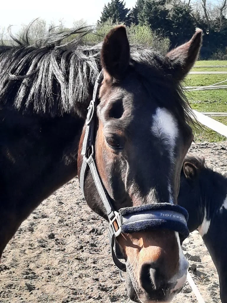 Paardenrusthuis d'Oude Dag - foto 1
