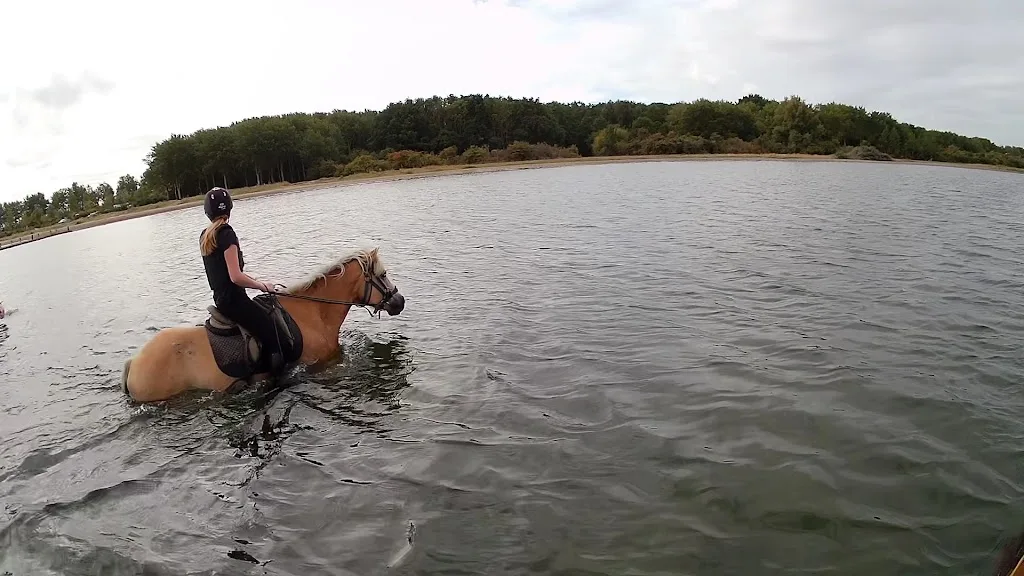 PaardenRijk - foto 3