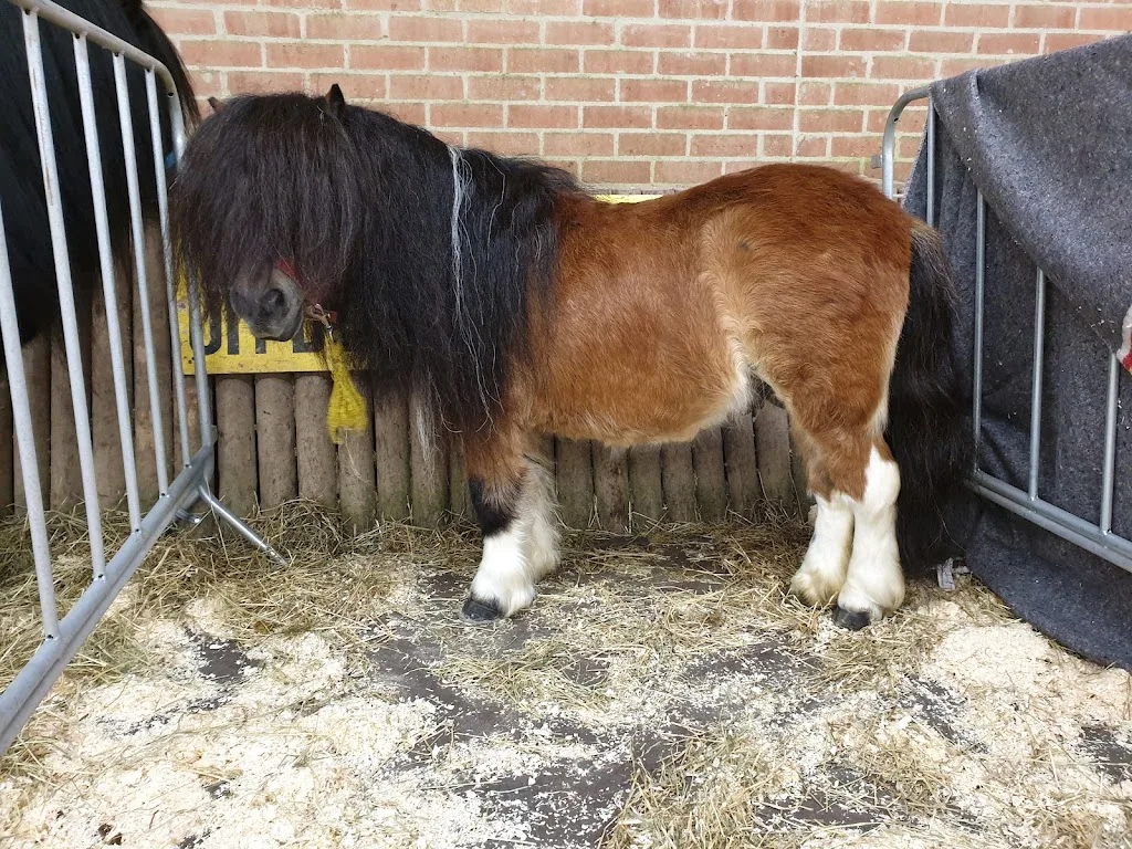 Manege Bartels - foto 2