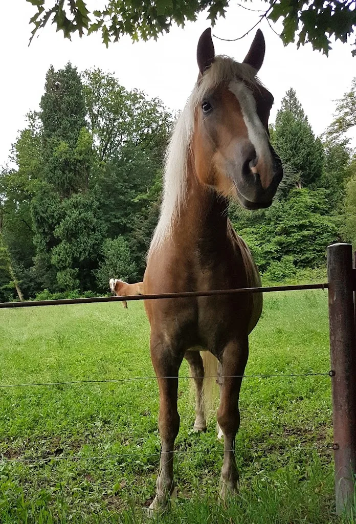 Stal van Westeneng - foto 2