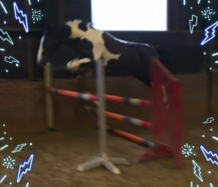 Paardenhandel de Bruin - foto 1
