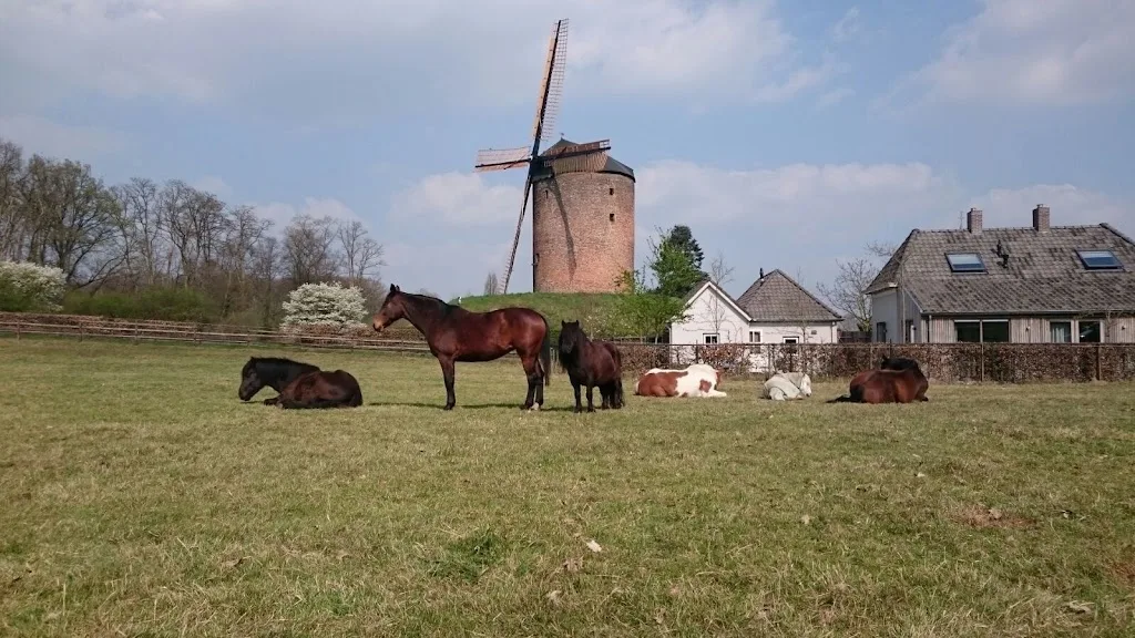 TRUE HORSEMANSHIP - foto 3