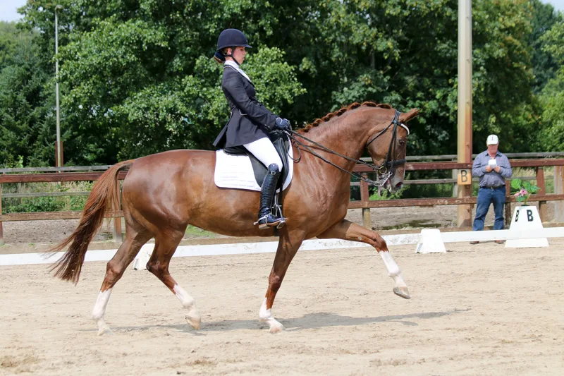 Dressuurstal Diana van der Wal - foto 2