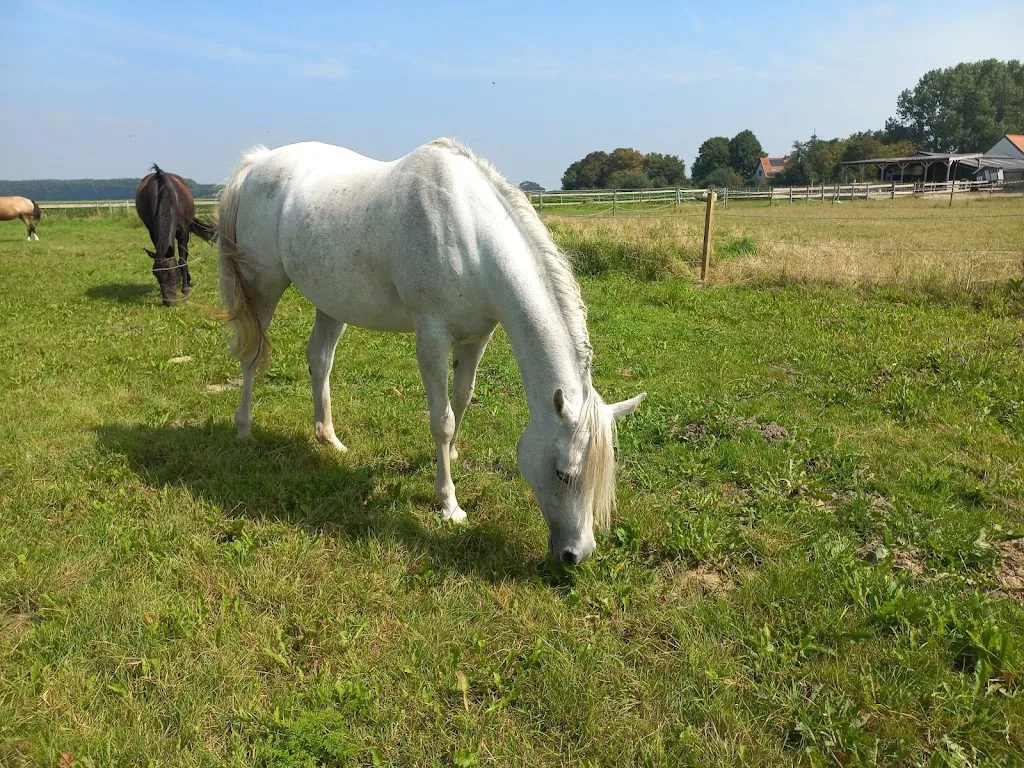 Lovely Stables - foto 1