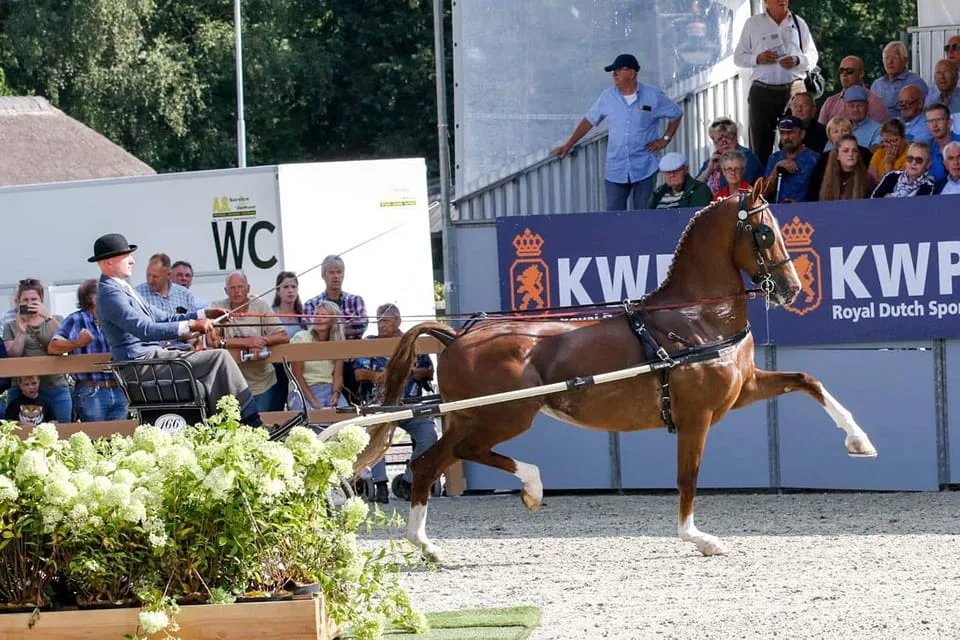 Pensionstal paardenhoeve - foto 1