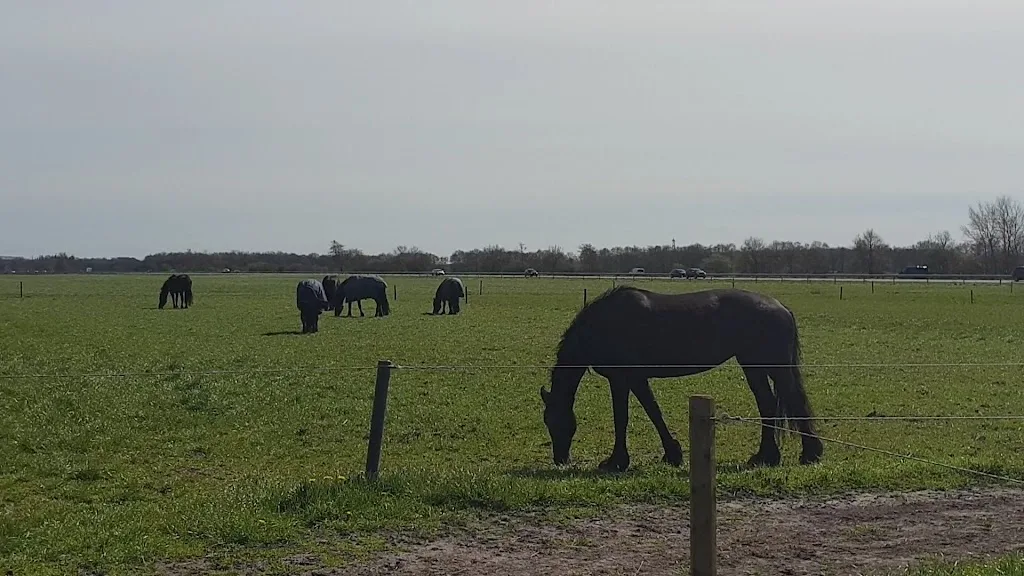 Pensionstal paardenhoeve - foto 3